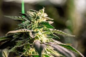 Cannabis Seeds Indiana Unlocking the Potential of Marijuana Cultivation Cannabis Seeds Indiana Unlocking the Potential of Marijuana Cultivation